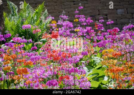 Mehrfarbige Candelabra Primula 'Harlow Car' Hybrid-Blumen, die in den Grenzen von RHS Garden Harlow Carr, Harrogate, Yorkshire, England, Großbritannien, angebaut werden. Stockfoto