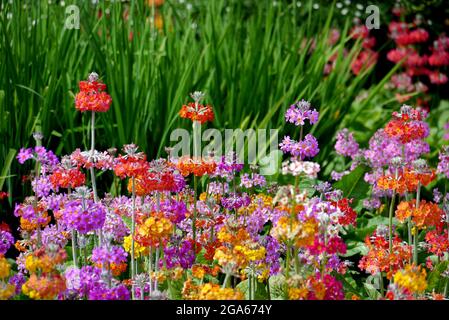 Mehrfarbige Candelabra Primula 'Harlow Car' Hybrid-Blumen, die in den Grenzen von RHS Garden Harlow Carr, Harrogate, Yorkshire, England, Großbritannien, angebaut werden. Stockfoto