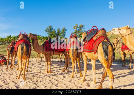 Kamele für Touristen Fahrten mit einer Poo-Tasche auf dem beliebten Cable Beach, Broome, Kimberley Region, Western Australia, WA, Australien Stockfoto