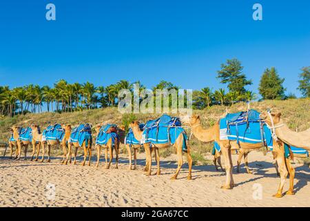 Kamele gesattelt für Touristen Fahrten auf beliebten Cable Beach, Broome, Kimberley Region, Western Australia, WA, Australien Stockfoto