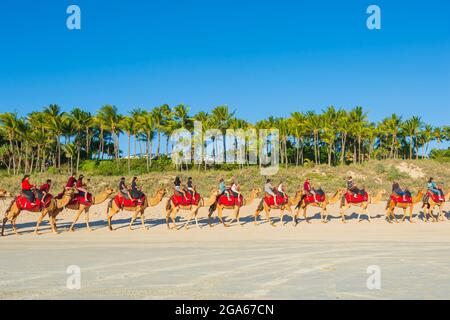 Berühmte Kamele-Fahrten auf dem beliebten Cable Beach, Broome, Kimberley Region, Western Australia, WA, Australien Stockfoto