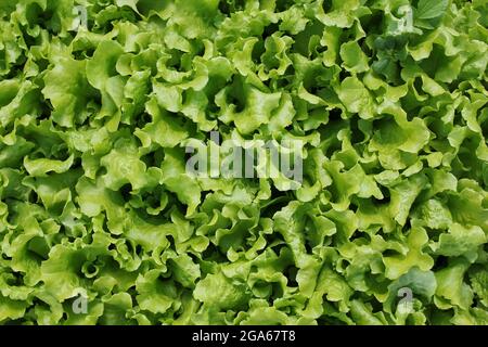 Frischer grüner Salat, der an einem schönen sonnigen Sommertag im Küchengarten wächst. Stockfoto