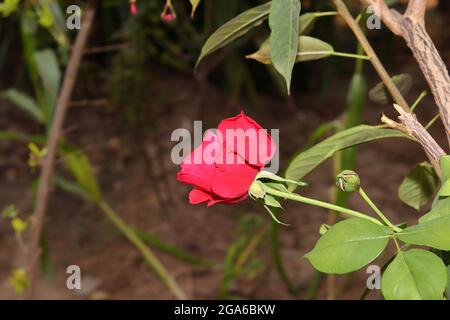 Nahaufnahme der roten Rosenblüte auf der Pflanze im Garten Stockfoto