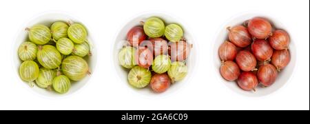 Grüne und rote Stachelbeeren, in weißen Schalen. Frische Beeren, Früchte der Familie Ribes, auch bekannt als europäische Stachelbeere mit süßem Geschmack. Stockfoto