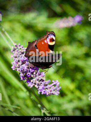 26. Juli 2021, Brandenburg, Bad Belzig: Ein Pfauenschmetterling sitzt auf dem Ast einer Lavendelblume. Der Schmetterling mit rostroter Färbung und den markanten Augenflecken hat eine Flügelspannweite von bis zu 55 Millimetern. Foto: Soeren Sache/dpa-Zentralbild/ZB Stockfoto