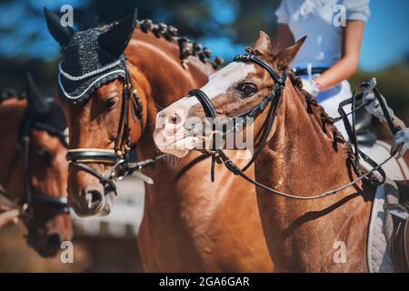 Porträt von drei Lorbeerpferden mit einer geflochtenen Mähne, die an einem sonnigen Tag nebeneinander stehen. Reitsport. Dressurprüfungen. Reiten. Stockfoto