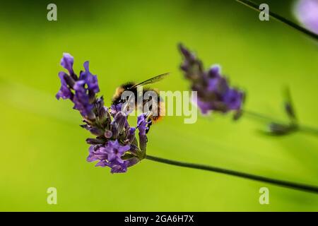 Eine Hummel ernährt sich von einer Lavendelblüte. Stockfoto