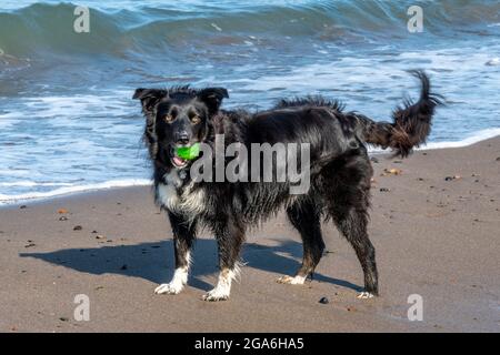 Border Collie Hunderasse mit Tennisball im Mund, der auf den Besitzer wartet, um am Strand von girvan in ayrshire, schottland zu spielen. Stockfoto