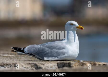 möwe oder Möwe sitzen auf einem Felsen. Vogel sitzt auf einer Steinmauer. Seevogel ruht am Meer oder an der Küste. Heringmöwe thront auf Felsen. Stockfoto