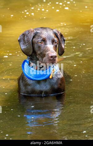 labrador oder springer Spaniel Cross-Bred Hund Labradinger oder springerdor sitzen in einem Bach oder etwas schlammiges Wasser sieht niedlich. Stockfoto