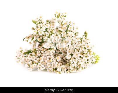 Schafgarbe- oder Achillea millefolium-Blüten, isoliert auf weißem Hintergrund. Medizinische Kräuterpflanze. Stockfoto