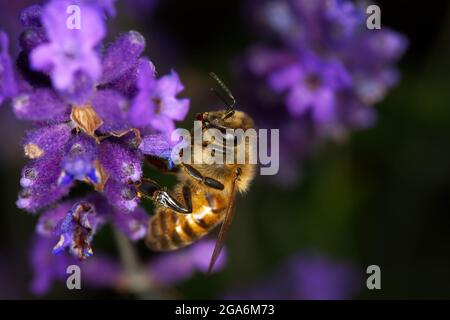 Europäische Honigbiene auf violettem Lavendel Stockfoto
