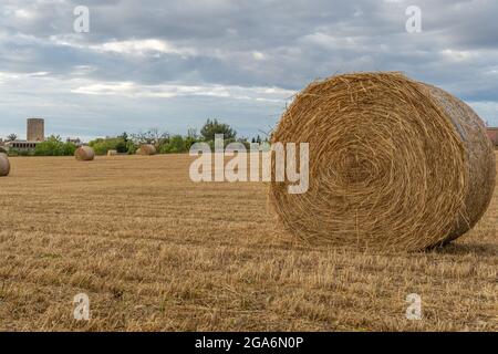 Strohkugeln in einem ländlichen Feld in der mallorquinischen Stadt Von Porreres im Morgengrauen Stockfoto