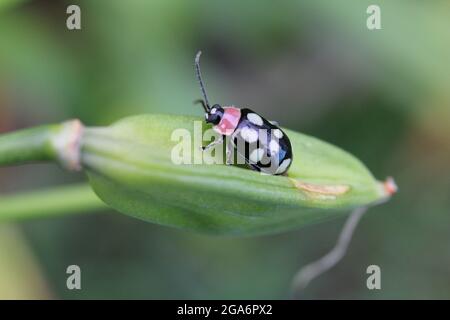 Makroaufnahme eines achtgepunkteten Flohkäfer auf einer grünen Knospe Stockfoto