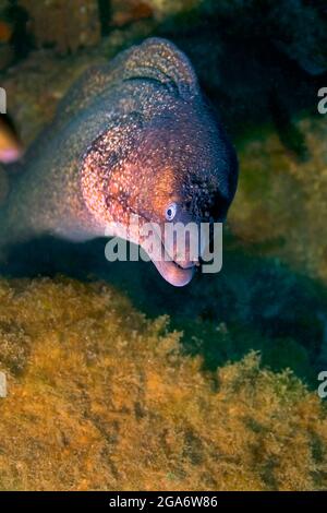 Mittelmeer Moray, Muraena helena, Naturpark Cabo Cope-Puntas del Calnegre, Mittelmeer, Murcia, Spanien, Europa Stockfoto