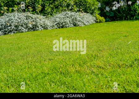 Landschaftlich schöner Blick auf den schönen Garten mit einem hellen grünen Rasen, bunten Sträuchern, dekorativen immergrünen Pflanzen im Sommer. Gartenkonzept. Qualitativ hochwertige Phot Stockfoto