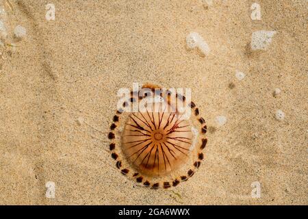 Kompass Quallen an einem britischen Strand im Sommer Stockfoto