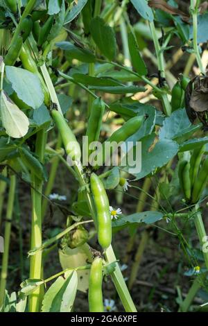 Fava Bean Ernte wächst in Farmers Field Lincoln Lincolnshire 2021 Stockfoto