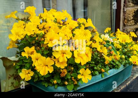 Fensterkasten mit gelben Nemesia Blumen an einem alten Haus. Stockfoto
