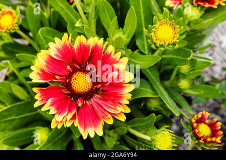 Gelber und orangefarbener Kopf und Knospen der blühenden Gaillardia-Pflanze. Stockfoto