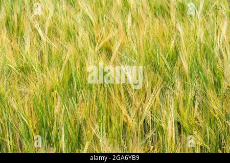 Gerste Ernte Reifung im Feld Stockfoto