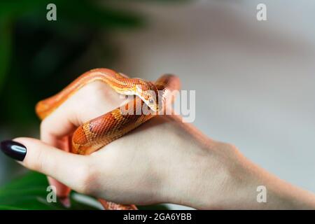 Maisschlange umwickelt Frau Hand auf grünem Natur Hintergrund. Exotisches Haustier. Nahaufnahme. Wildlife-Konzept. Stockfoto