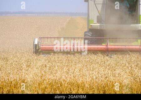 Die rote Walze eines landwirtschaftlichen Mähdreschers schneidet Weizengetreide im Staub. Erntezeit. Heißer sonniger Sommertag. Stockfoto