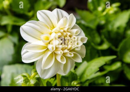 Sehr blassgelber kleiner Blütenkopf der Dahlia-Pflanze. Stockfoto