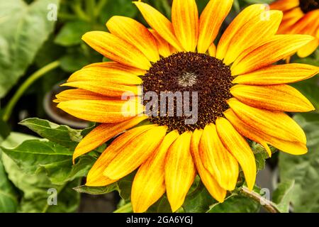 Schließt einen kleinen Sonnenblumenkopf. Stockfoto