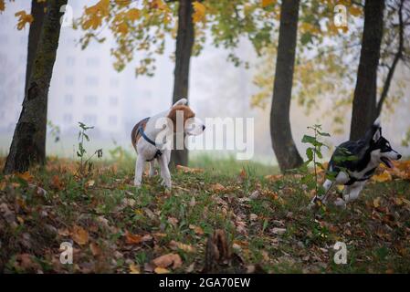 Zwei glückliche Hunde-Beagle und sibirische Husky laufen und spielen im Herbstpark Stockfoto