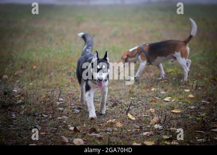 Zwei glückliche Hunde-Beagle und sibirische Husky laufen und spielen im Herbstpark Stockfoto