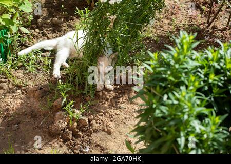 Weiße Katze im grünen Gras. Haustiere auf der Straße. Nette Katze unter den Pflanzen. Stockfoto