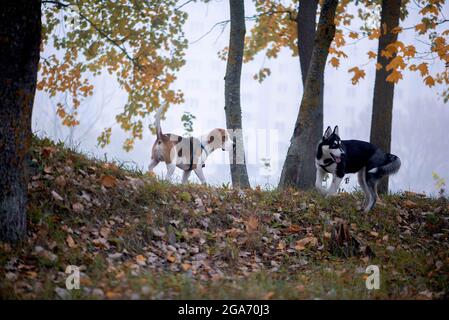 Zwei glückliche Hunde-Beagle und sibirische Husky laufen und spielen im Herbstpark Stockfoto