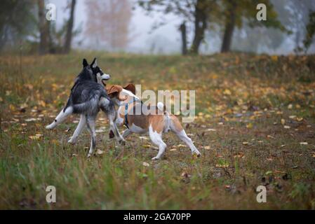 Zwei glückliche Hunde-Beagle und sibirische Husky laufen und spielen im Herbstpark Stockfoto