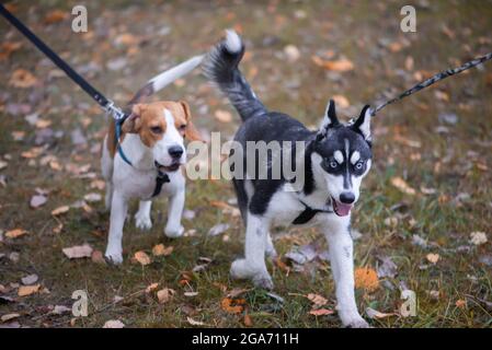 Zwei glückliche Hunde-Beagle und sibirische Husky laufen und spielen im Herbstpark Stockfoto