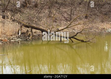 Ein Baum im Wasser. Gefallener trockener Baum in den Fluss. Die verfaulende Pflanze trocknete aus und brach zusammen. Stockfoto
