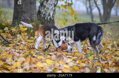 Zwei glückliche Hunde-Beagle und sibirische Husky laufen und spielen im Herbstpark Stockfoto