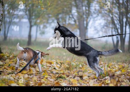 Zwei glückliche Hunde-Beagle und sibirische Husky laufen und spielen im Herbstpark Stockfoto