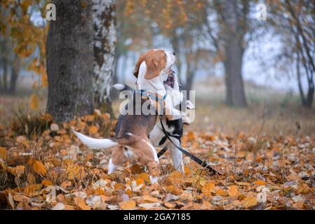 Zwei glückliche Hunde-Beagle und sibirische Husky laufen und spielen im Herbstpark Stockfoto