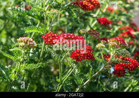 Natürliche Sommer Hintergrund Mit Schönen Bunten Blumen Stockfoto