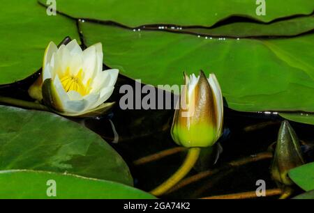 Weiße Lilien, die aus nächster Nähe auf der Wasseroberfläche blühen Stockfoto