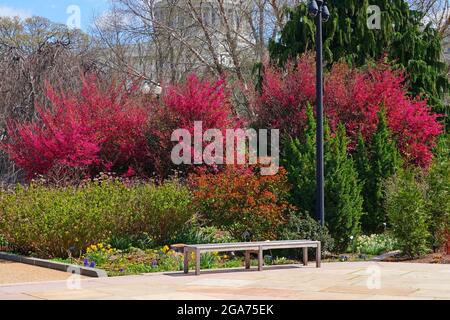 Zweige der rosa chinesischen Fransenblume (loropetalum Chinese Zhuzhou) Stockfoto