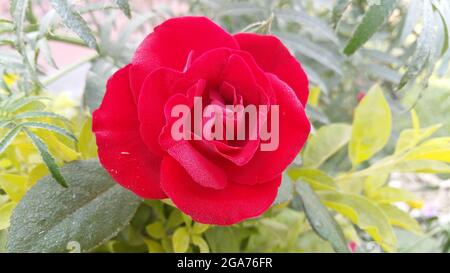 Eine schöne Rose Blume Morgen Schuss Tau Spuren gefunden. Stockfoto