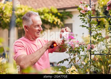 Pensionierter Mann Bei Der Arbeit, Der Rosen Auf Dem Trellis Arch Im Garten Zu Hause Bearbeitete Stockfoto