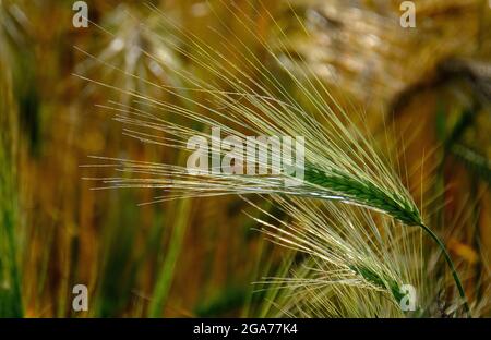 Gerste, ein Mitglied der Grasfamilie, ist ein großes Getreidekorn, das in gemäßigten Klimazonen weltweit angebaut wird. Stockfoto