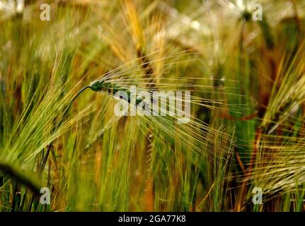 Gerste, ein Mitglied der Grasfamilie, ist ein großes Getreidekorn, das in gemäßigten Klimazonen weltweit angebaut wird. Stockfoto