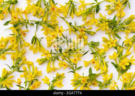 Hintergrund oder Textur, bestehend aus vielen kleinen Zweigen mit gelben Frühlingsblumen, die auf einem weißen Hintergrund chaotisch angeordnet sind Stockfoto