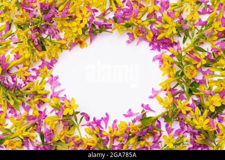 Rahmen bestehend aus vielen kleinen Zweigen mit gelben und rosa Frühlingsblumen, chaotisch auf weißem Grund angeordnet Stockfoto