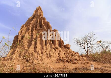 Großer Ameisenhaufen mit blauem Himmel im Hintergrund Stockfoto