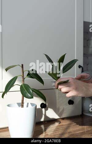ficus-Stecklinge. Topfpflanzen züchten. Ficus elastica. Stockfoto